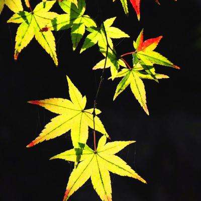 鸭脖app下载鸭脖官网